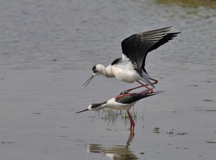 Il B.B. del Cavaliere - Himantopus himantopus L.